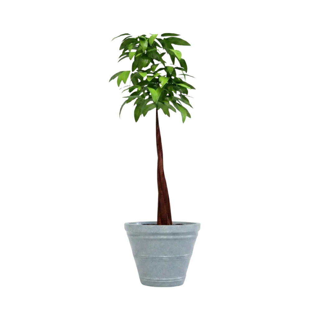 Jardineras urbanas
