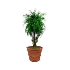 Maceta clásica cónica TIUM CC52